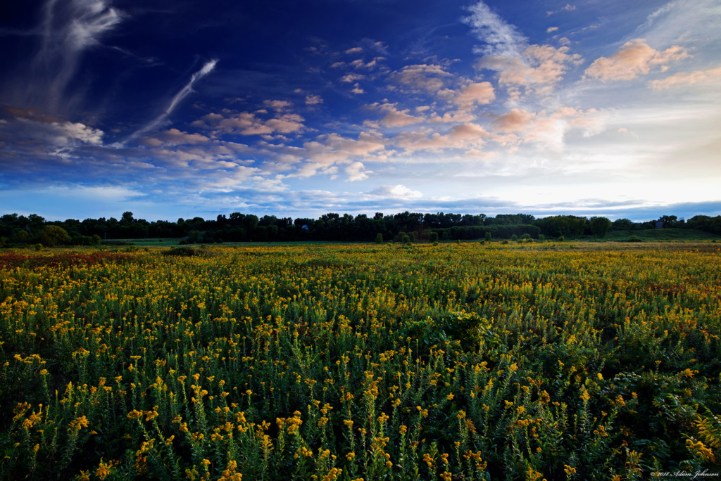 Field of goldenrod