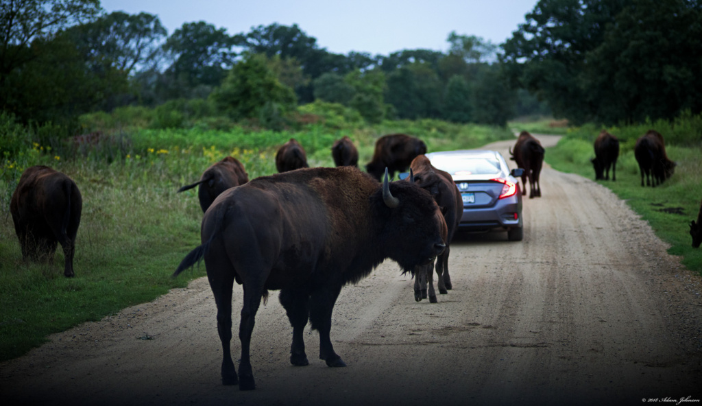 Bison on the park road