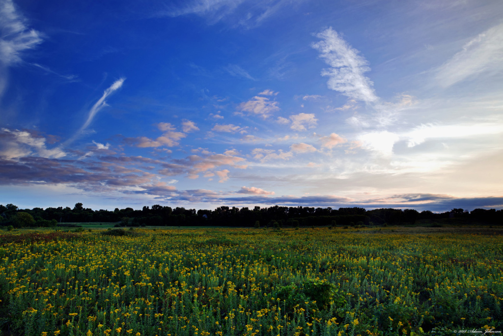 A Field Of Goldenrod with blue sky and clouds breaking up at sunset