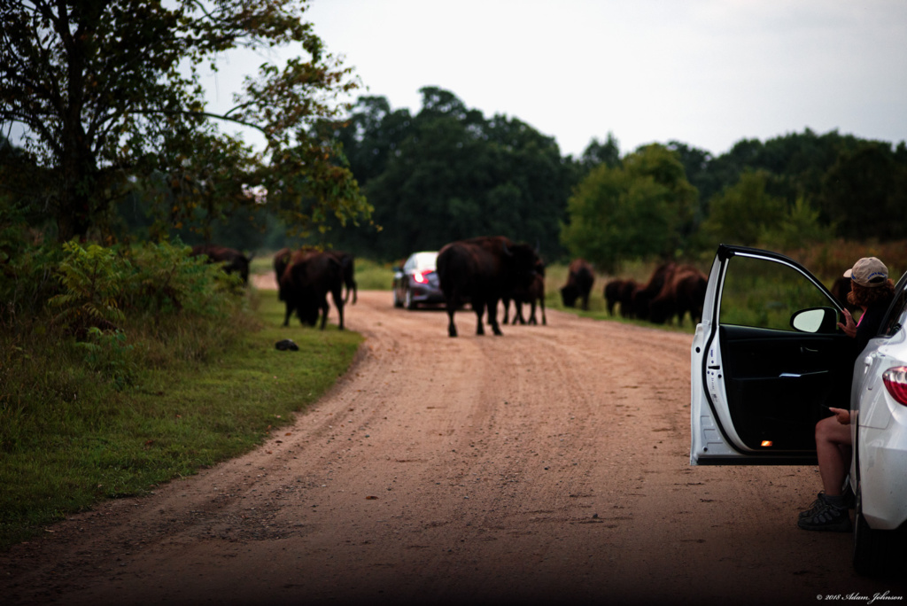 Visitor leaving car to get a better photo of the Bison