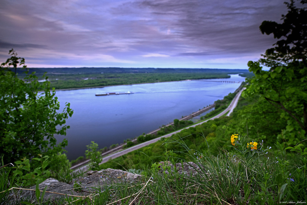 Wild flowers growing on the bluff at John A. Latsch State Park