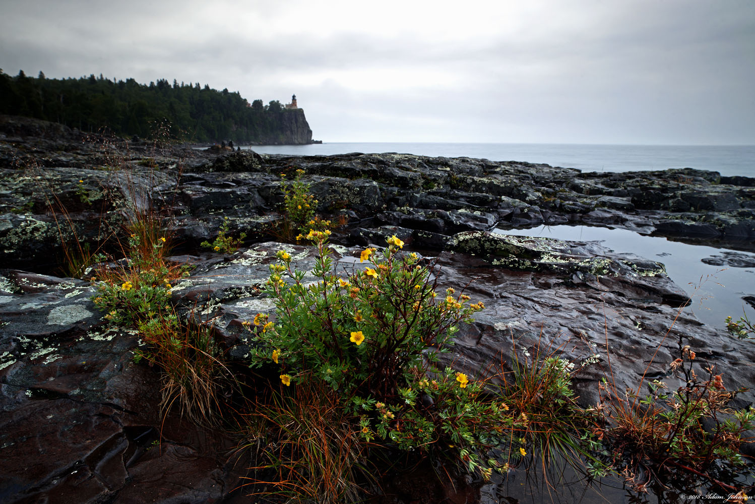 Widlflowers growing between rocks on the shore of Lake Superior with Split Rock Lighthouse in the distance | Split Rock Lighthouse State Park