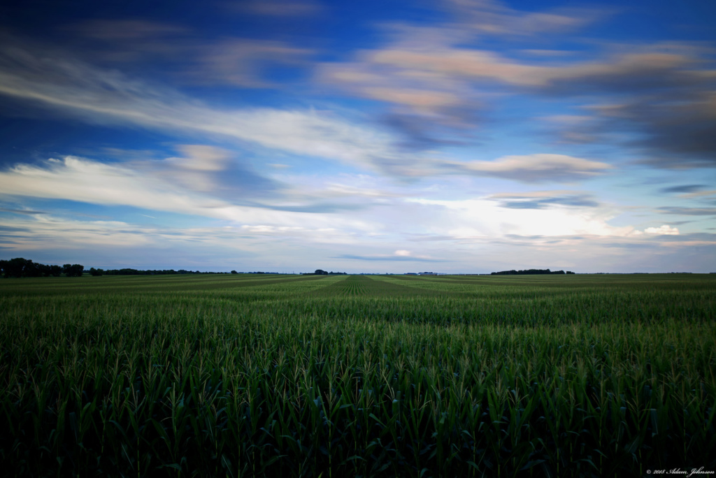 Corn field west of Henderson, MN off Highway 19 - Sibley County