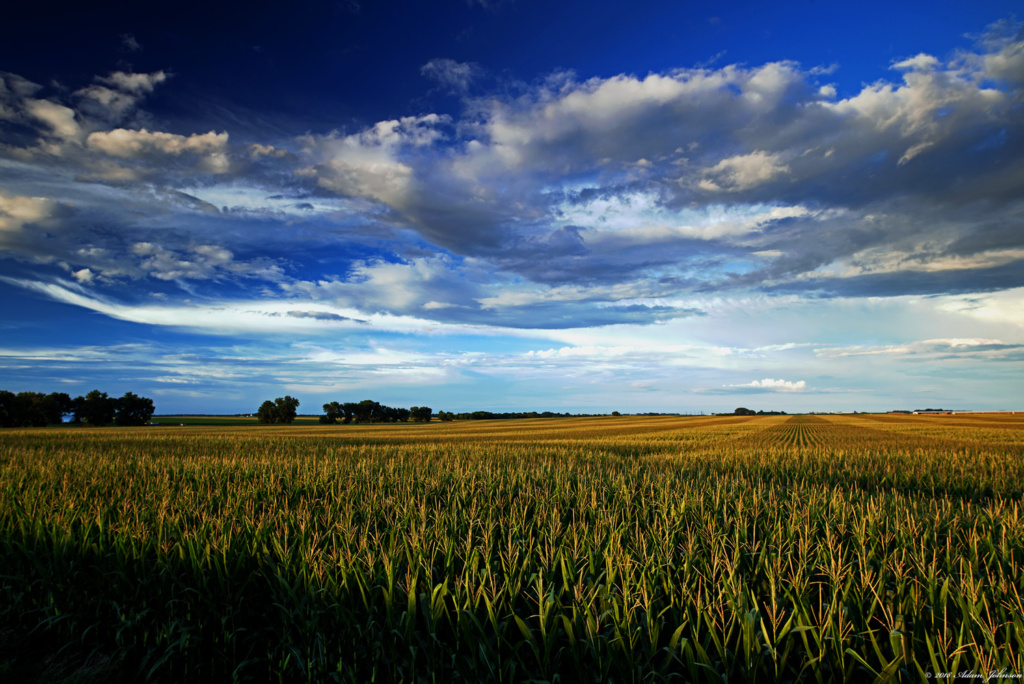 Corn field west of Henderson, MN off Highway 19