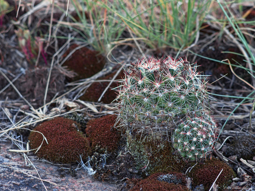 Big Stone National Wildlife Refuge