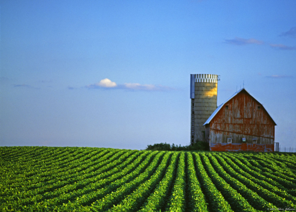 Soybean field, blue sky and weathered barn and silo south of Arlington, MN - Sibley County Minnesota