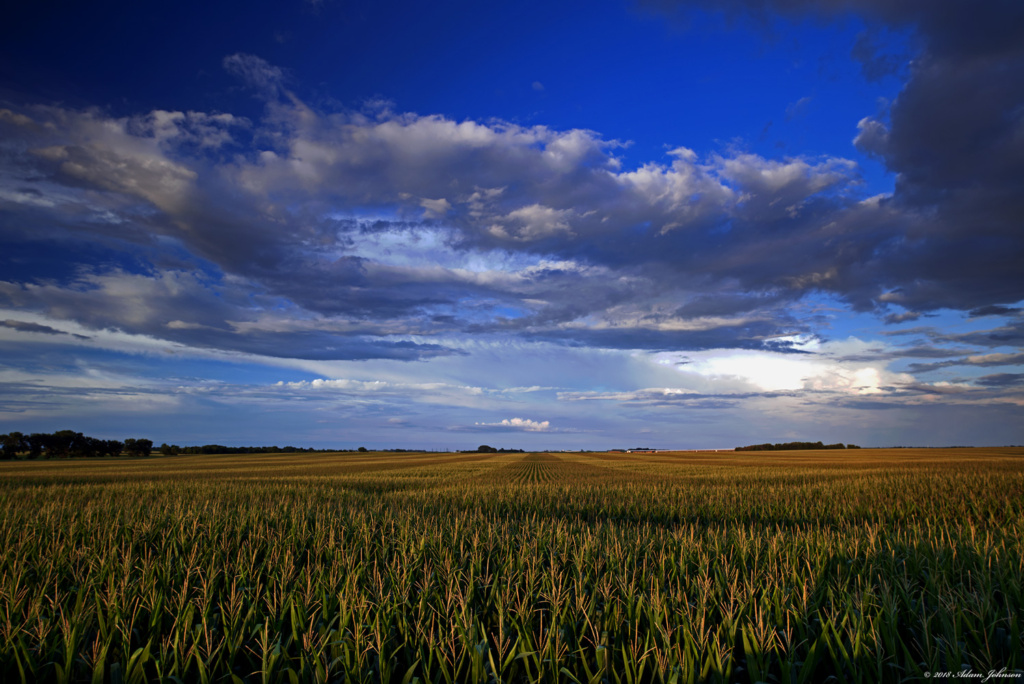 Corn field west of Henderson, MN off Highway 19