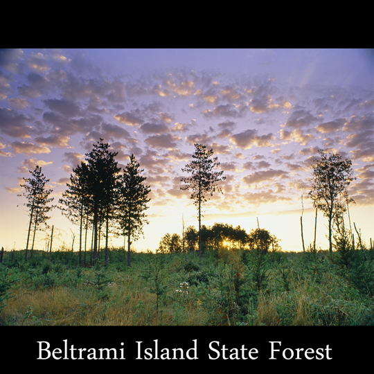 Beltrami Island State Forest