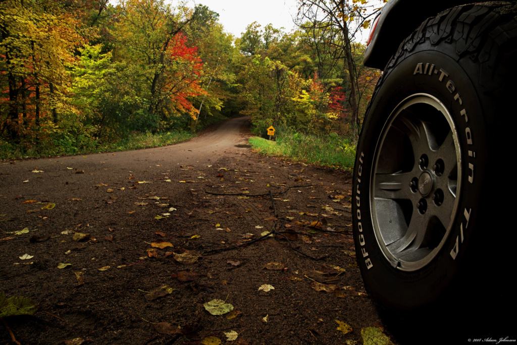 Rare turtle crossing at Lake Maria State Park during peak fall colors