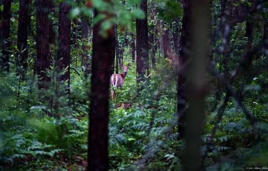"A Deer in the Woods" Deer at Big Spring Falls | Big Spring Falls Banning State Park