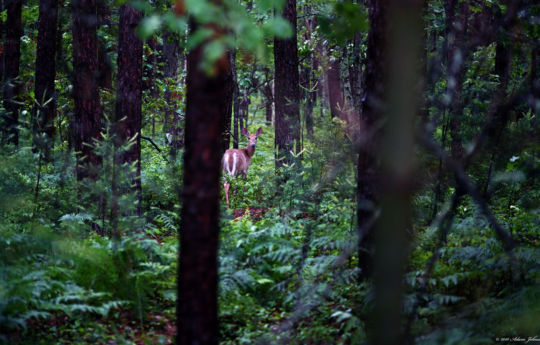 Deer at Big Spring Falls | Big Spring Falls Banning State Park