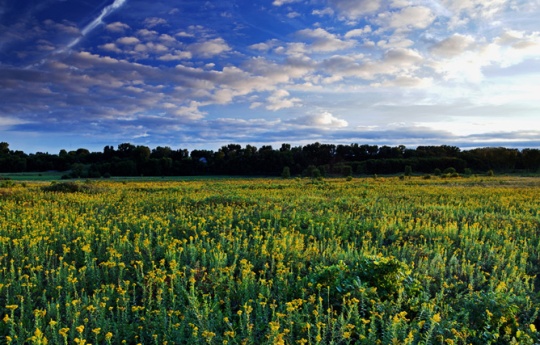 "A Field Of Goldenrod" Minneopa State Park prairie