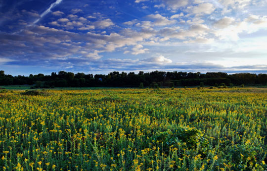 Minneopa State Park prairie