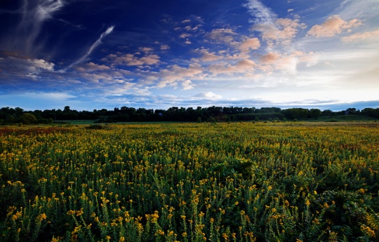 "A Sea Of Yellow Under Blue Sky" Field of goldenrod - Minneopa State Park