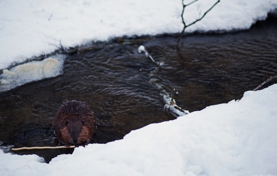 "Beaver in Minneopa Creek" Beaver in Minneopa Creek | Minneopa State Park