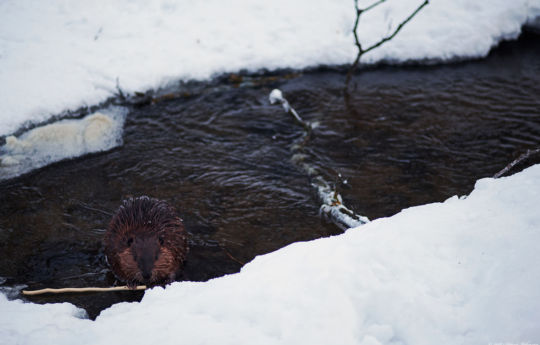 Beaver in Minneopa Creek | Minneopa State Park