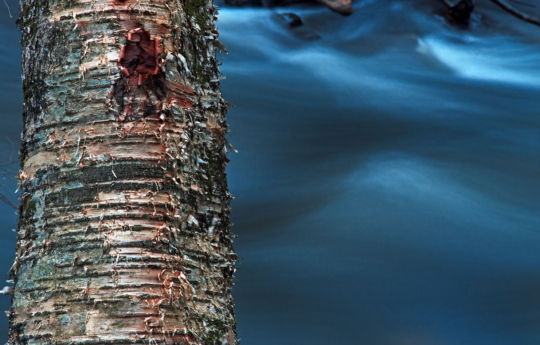 Weather birch tree along the banks of Minneopa Creek | Minneopa State Park