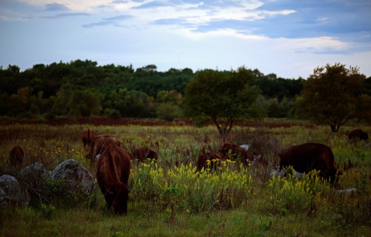 "Bison Grazing at Sunset" Minneopa State Park - Bison grazing at Minneopa State Park