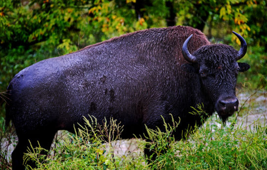 Large bison next to the road at Minneopa State Park