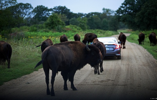 "Bison on the Roadway" Bison On the Park Road | Minneopa State Park