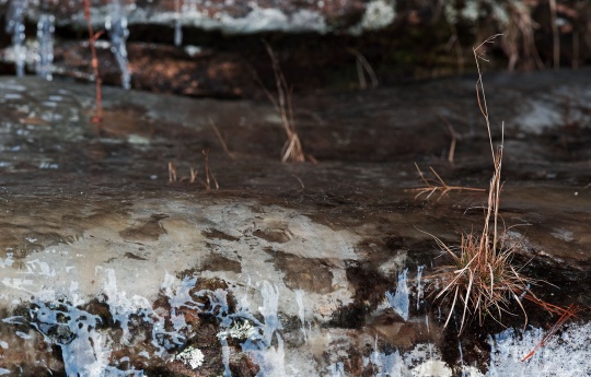 "Frozen on the Ledge" Ice covered rocks and dead grass | Big Spring Falls Banning State Park