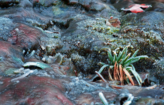 Ice covered rocks and fauna at the base of Minneopa Falls | Minneopa State Park