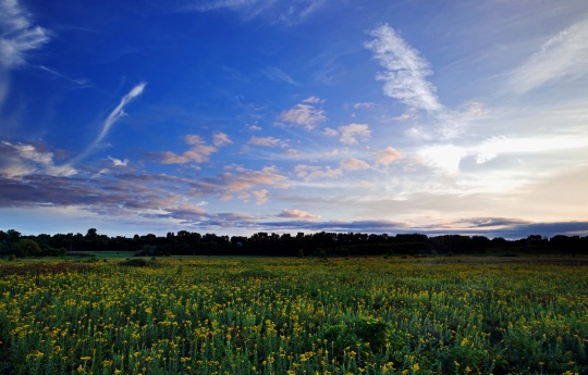 "Layers Of Clouds Beneath Blue Sky" A Field Of Goldenrod with blue sky and clouds breaking up at sunset at Minneopa State Park