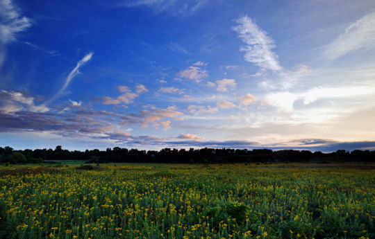 A Field Of Goldenrod with blue sky and clouds breaking up at sunset at Minneopa State Park