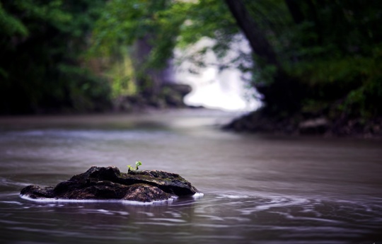 "Life On a Rock" Minneopa Creek below the falls | Minneopa State Park