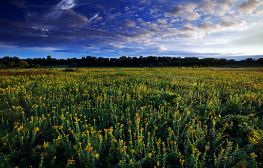 "Looking Down On a Field Of Goldenrod" Minneopa State Park prairie