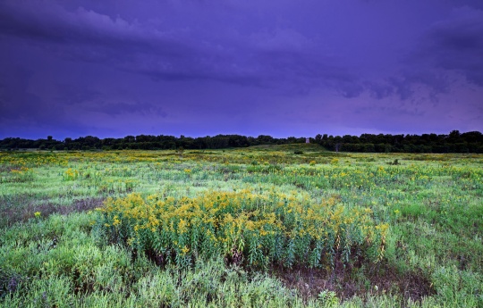 "Minneopa Prairie and an Approaching Storm" Wild flowers growing the Bison enclosure | Minneopa State Park