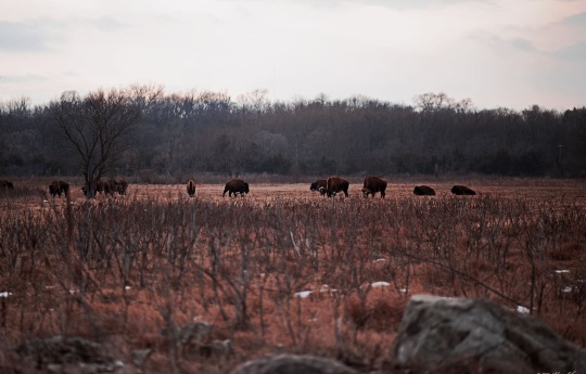 "Minneopa State Park Buffalo Herd" Buffalo grazing at Minneopa State Park