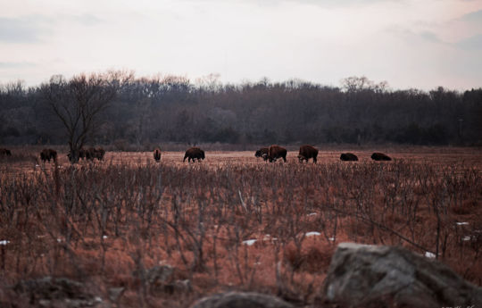 Buffalo grazing at Minneopa State Park