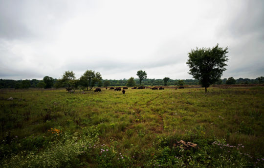 Bison herd, wild grass and flowers at Minneopa State Park