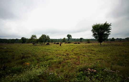"Minnesota's Natural Prairie" Bison herd, wild grass and flowers at Minneopa State Park