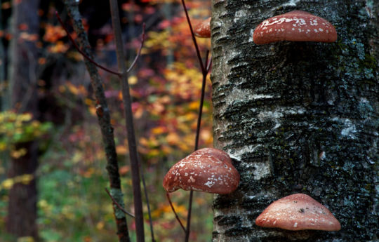 Mushroom growing on a birch tree in fall | Banning State Park