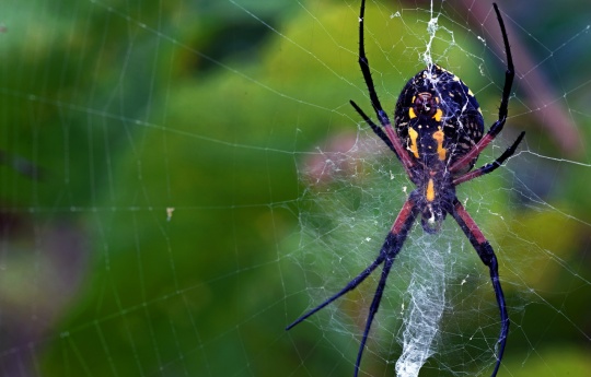 "Orb-Weaver Spider" Orb-Weaver Spider at the top of the bluff | John A. Latsch State Park