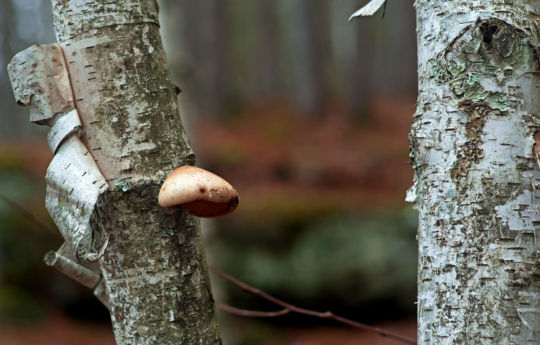 Bark peeling off birch tree on Upper Hell's Gate Trail | Banning State Park