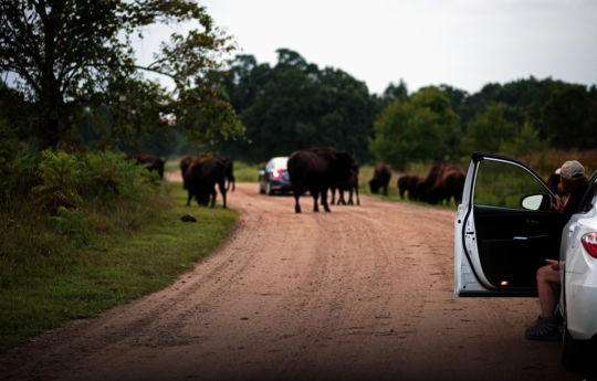 Visitor leaving car to get a better photo of the Bison | Minneopa State Park