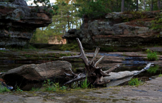 Waterlogged tree in a pool west of Big Spring Falls Banning State Park