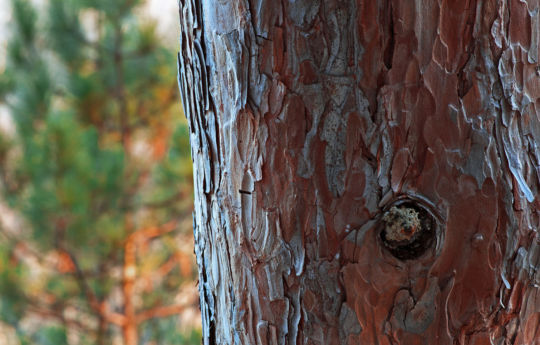 Red Pine | Banning State Park