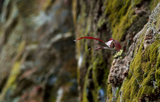 Moss and tree growing out of sandstone cliffs | Minneopa State Park