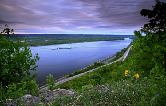 Wild flowers growing on the bluff at John A. Latsch State Park