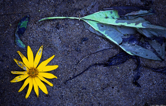 Minneopa State Park - Sunflower in a creek on the south side of the Bison range - Minneopa State Park
