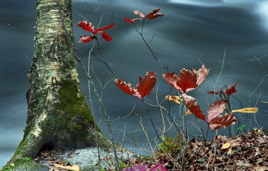 "The Last Leaves of Autumn" Colorful leaves on the banks of Minneopa Creek | Minneopa State Park