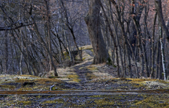 Looking down old path at the top of the bluff | Minneopa State Park