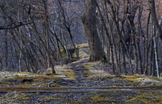 "The Path Down" Looking down old path at the top of the bluff | Minneopa State Park