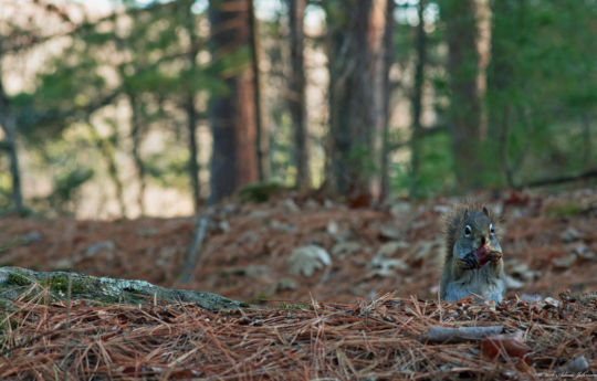 Squirrel eating a pine cone along Hell's Gate Trail | Banning State Park