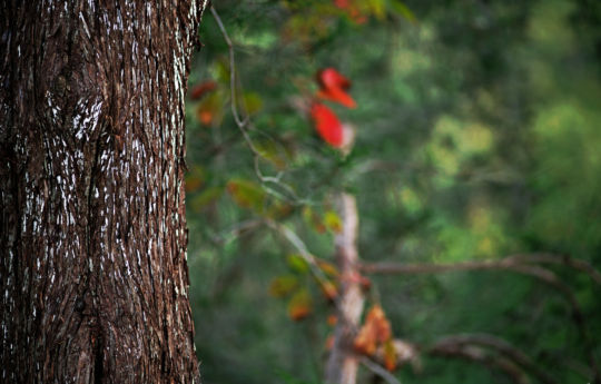 Minneopa State Park - Found along the path overlooking Minneopa Falls - Minneopa State Park