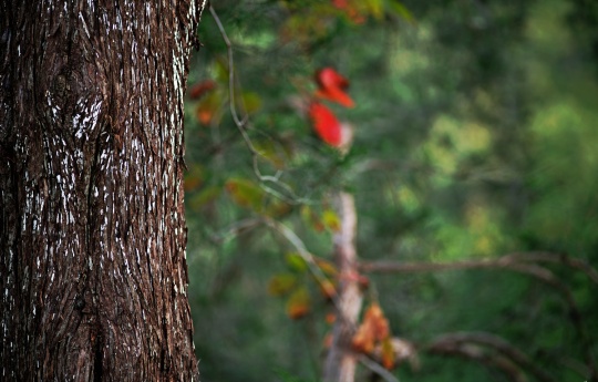 "Tree Bark" Minneopa State Park - Found along the path overlooking Minneopa Falls - Minneopa State Park